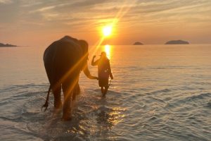 elefant