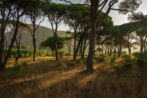 johnnaturephotos-trees-5350721_1280
